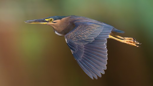 Untitled wildlife artwork