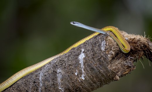 Untitled wildlife artwork