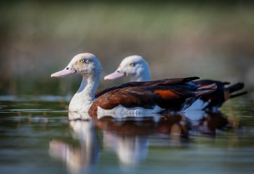 Untitled wildlife artwork