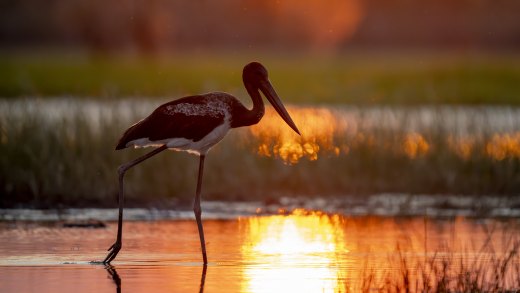 Hunting at Sunset