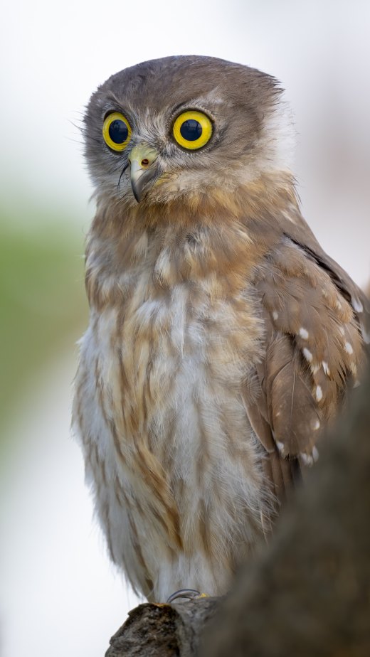 Untitled wildlife artwork