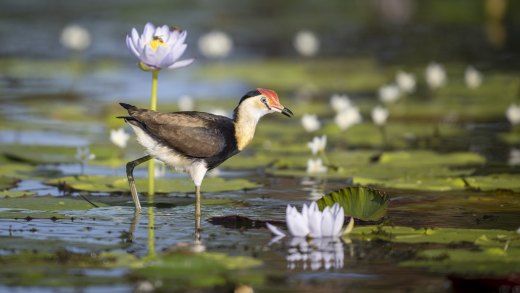 Untitled wildlife artwork
