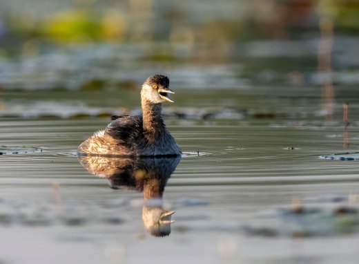 Untitled wildlife artwork