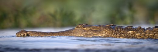 Untitled wildlife artwork
