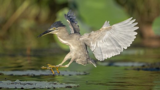 Untitled wildlife artwork