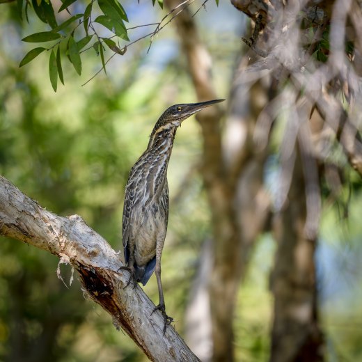 Untitled wildlife artwork
