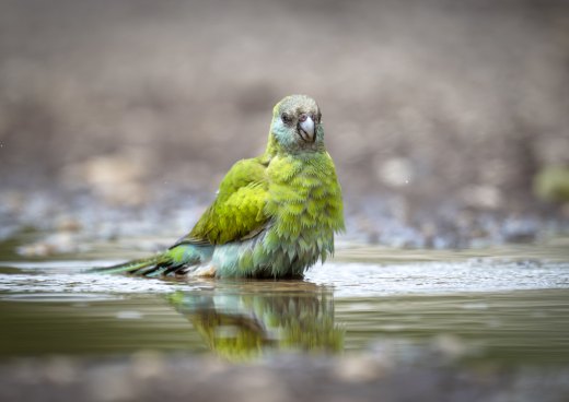 Untitled wildlife artwork