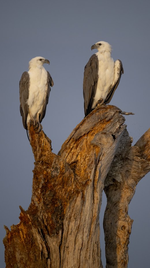 Untitled wildlife artwork