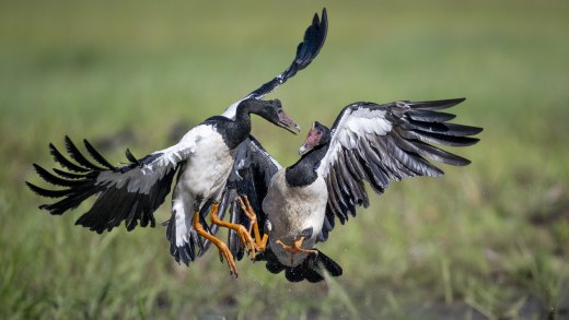 Untitled wildlife artwork