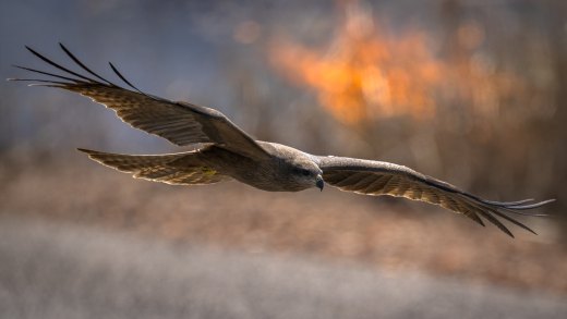 Fire Bird