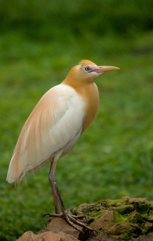 Untitled wildlife artwork