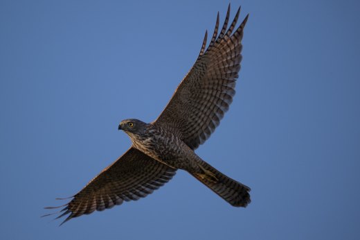 Untitled wildlife artwork