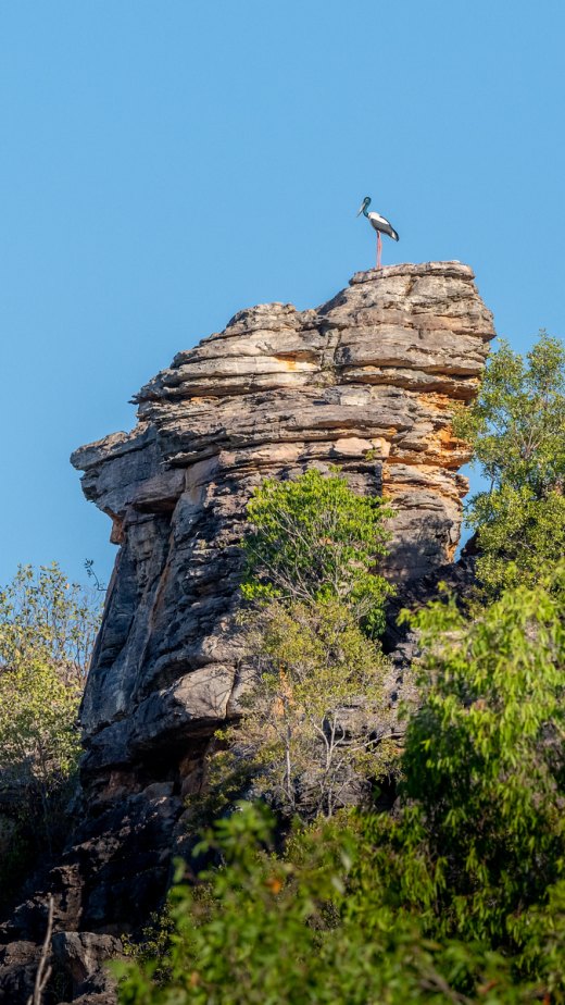 Rocky roost