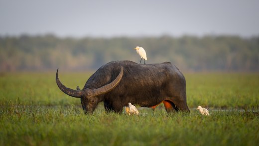 Untitled wildlife artwork