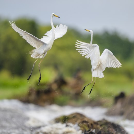 Untitled wildlife artwork