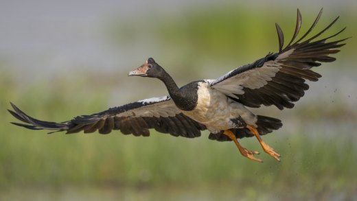 Untitled wildlife artwork