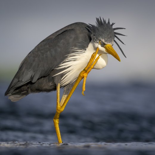 Untitled wildlife artwork