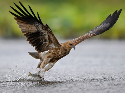 Untitled wildlife artwork
