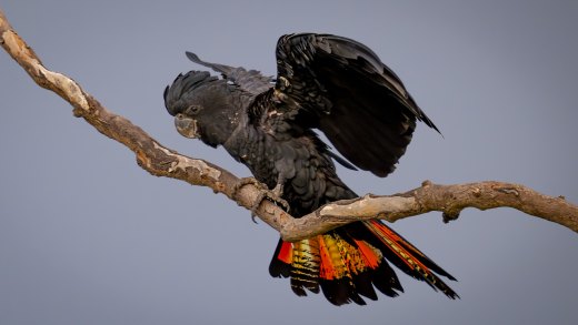 Untitled wildlife artwork
