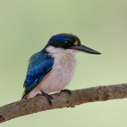 Forest Kingfisher