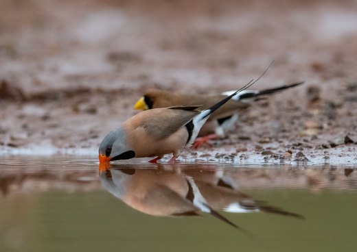 Untitled wildlife artwork