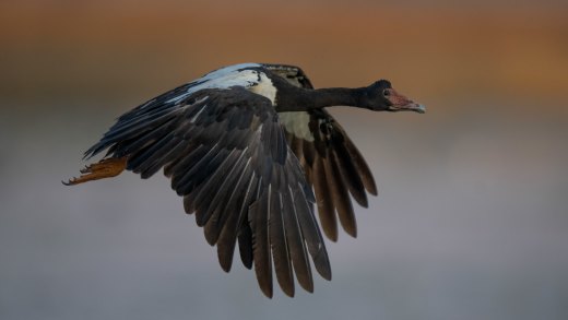 Untitled wildlife artwork