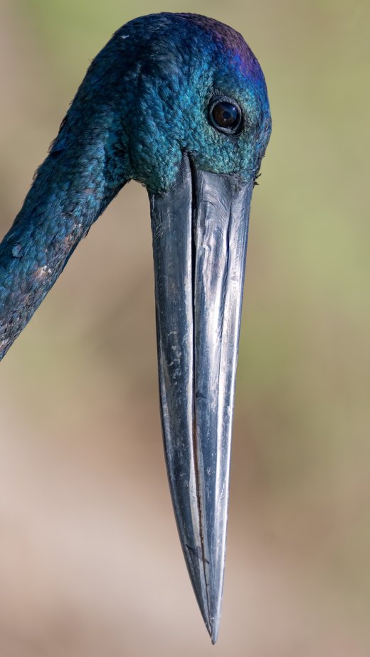 Longsword
