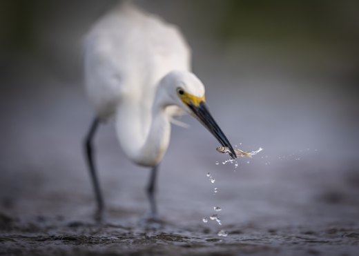 Untitled wildlife artwork