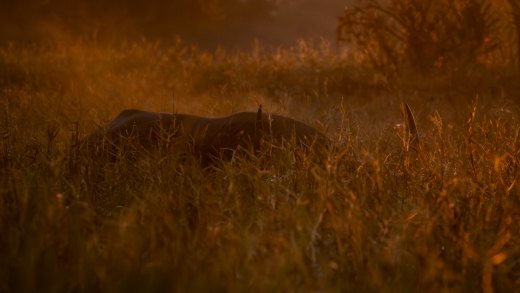 Untitled wildlife artwork