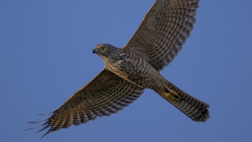 Untitled wildlife artwork