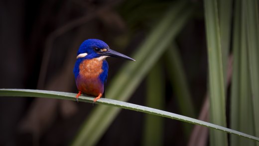 Morning Jewel