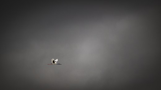 Rider of the Storm