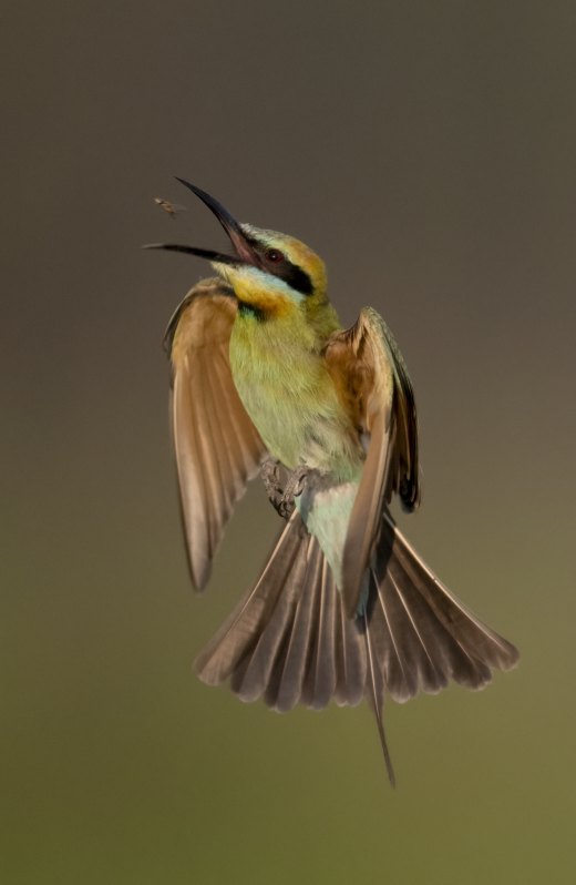 Untitled wildlife artwork