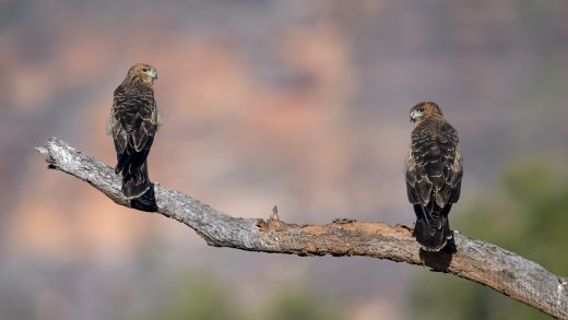 Sibling Harriers