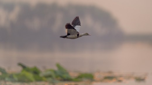 Untitled wildlife artwork
