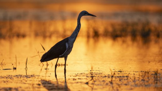 Untitled wildlife artwork