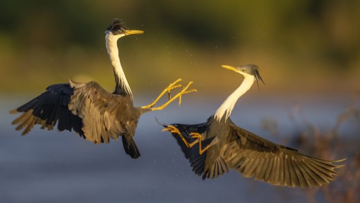 Untitled wildlife artwork