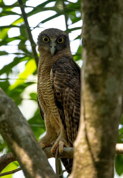 Untitled wildlife artwork