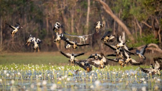 Untitled wildlife artwork