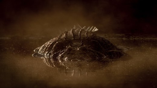 Untitled wildlife artwork