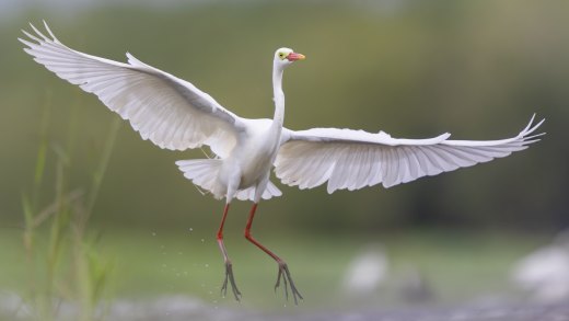 Untitled wildlife artwork