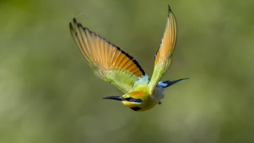 Untitled wildlife artwork