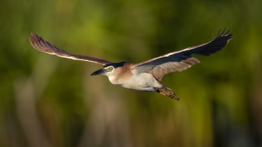 Untitled wildlife artwork
