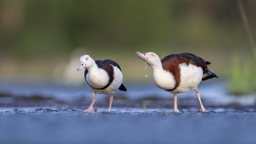 Untitled wildlife artwork