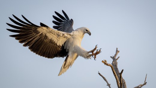 Majestic Perch Landing