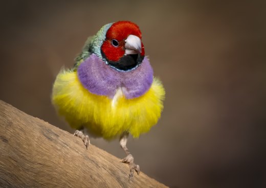 Fluffy Gouldian