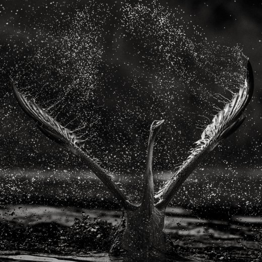 Untitled wildlife artwork