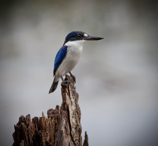 Rainy day Forest Kingfisher