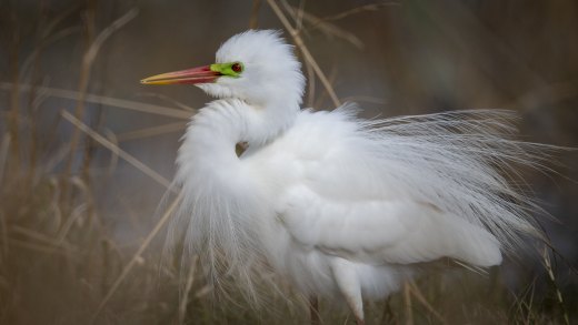 Untitled wildlife artwork