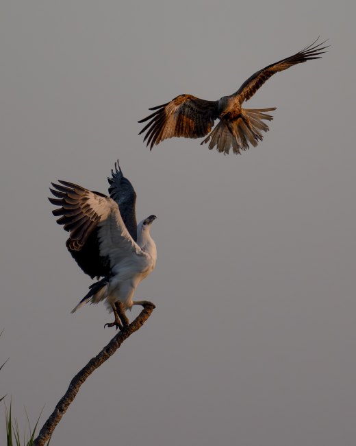 Whos Perch